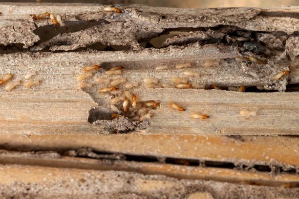 Close-up of termite-infested wood showing extensive damage, visible tunnels, frass, and active termites crawling within the cavities